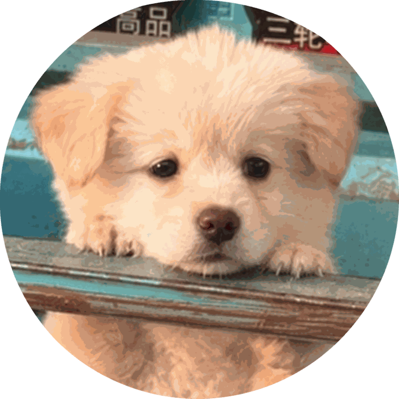 串串, the night market puppy, lit in warm gold light resting on a weathered turquoise rail